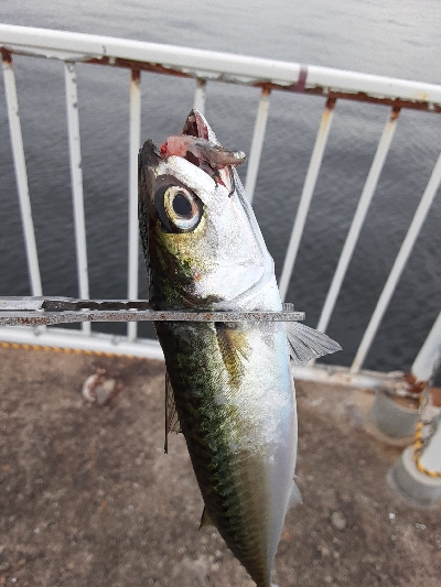 タチウオ&大鯖狙いで結局中鯖