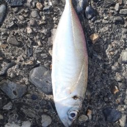 小アジ中アジがポツポツと安定の鯖