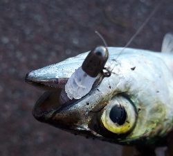 アジを求めて・・・サバ！