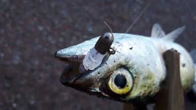 アジを求めて・・・サバ！