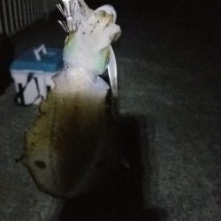 タチの合間のイカ