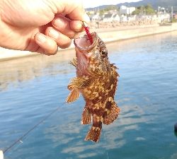 エギング予定が