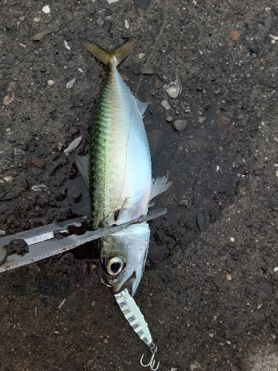 湾奥サバ&ウルメイワシ