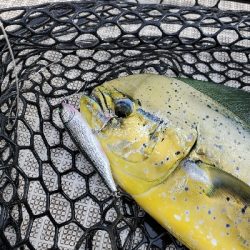 トップウォータードリーム