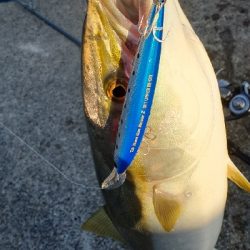 やっとメジッた！