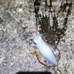 ナイトエギング