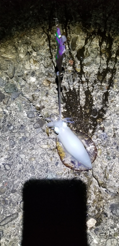 ナイトエギング