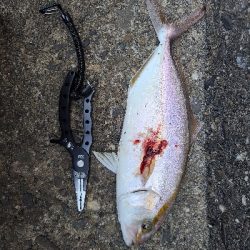 バラシばっかり