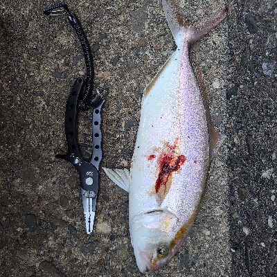 バラシばっかり