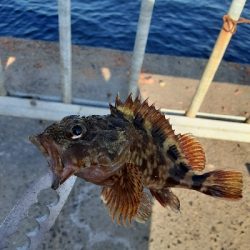 泉大津エリア調査