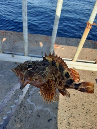 泉大津エリア調査