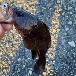 根魚回復傾向かな？