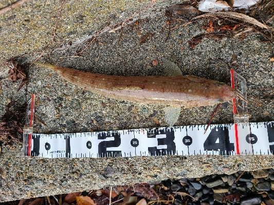 アジングは好調、ショアジギングは不調