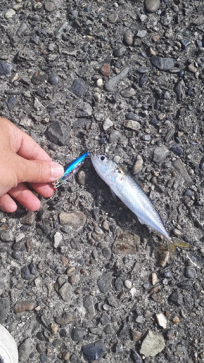 鳥山すごいんですが…