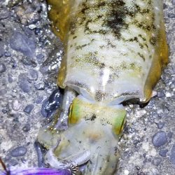 和歌山市内から由良までランガン