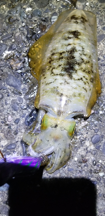 和歌山市内から由良までランガン