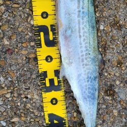 久しぶりのショアジギ