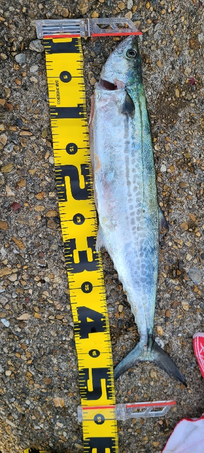 久しぶりのショアジギ