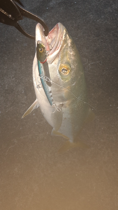 ハマチ~メジロたま~にサワラ