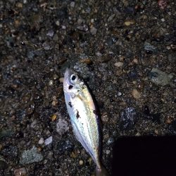 ナイトアジング