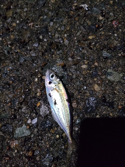 ナイトアジング