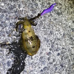 久しぶりの釣り場でエギング