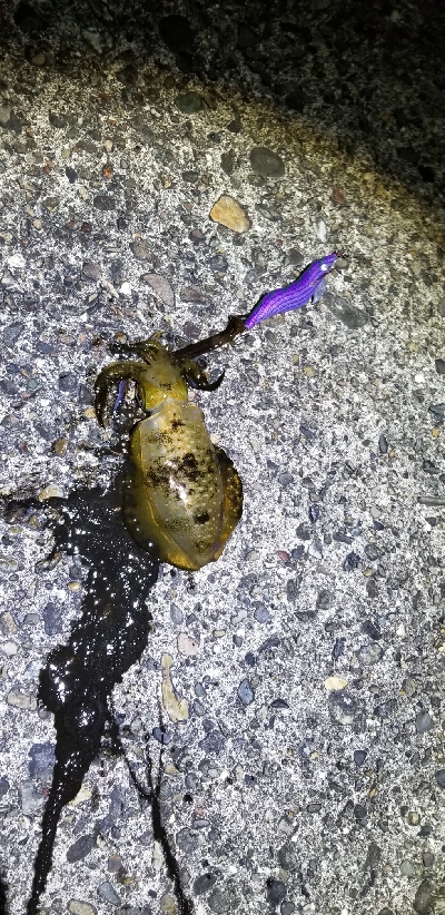 久しぶりの釣り場でエギング