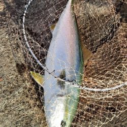 ノマセ釣りでメジロ