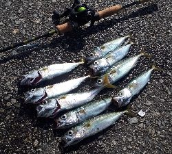 プラバイブ縛り