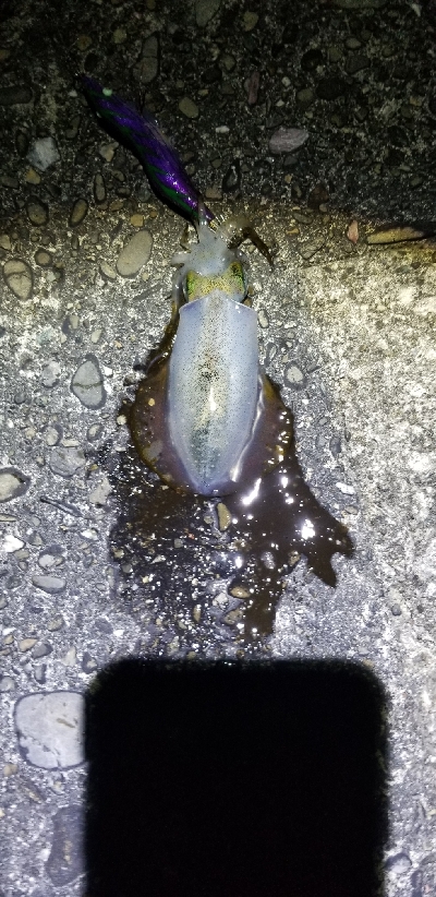 湯浅スタートで由良までランガン