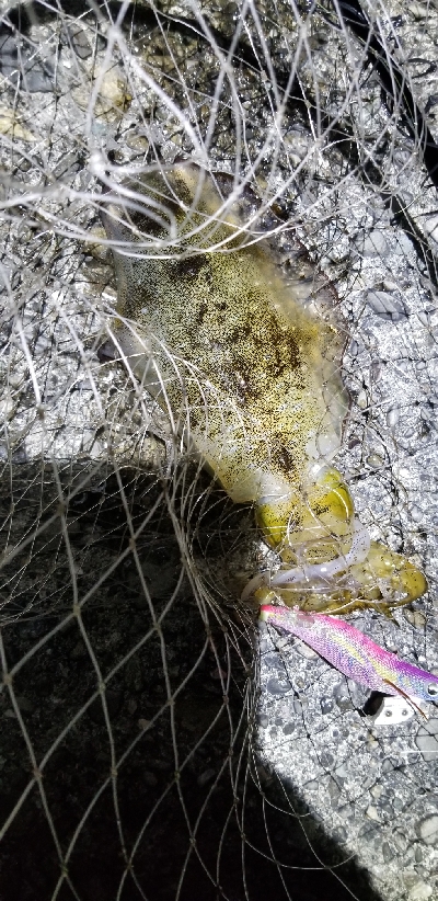 難しいエギングの日でした。