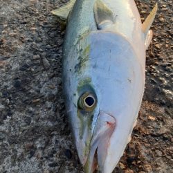 初の青物複数打数