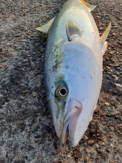 初の青物複数打数