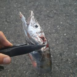 太刀魚好調です。