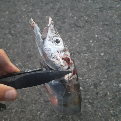 太刀魚好調です。