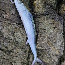 初サゴシとロッドの入魂