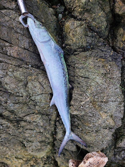 初サゴシとロッドの入魂