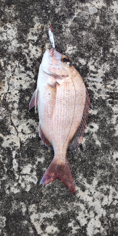 湯浅から南をランガン