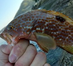 【緊急事態宣言終了】久しぶりの釣行