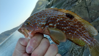 【緊急事態宣言終了】久しぶりの釣行
