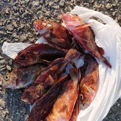 コフダイ釣りと五目釣り