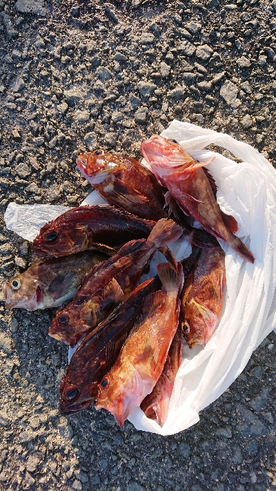 コフダイ釣りと五目釣り