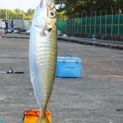 ファミリーサビキ