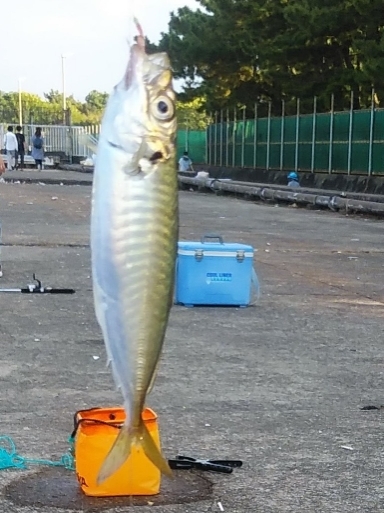 ファミリーサビキ