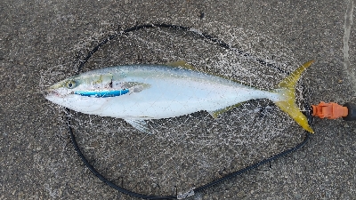 メジロ来ました！