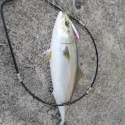 夕マヅメにメジロ