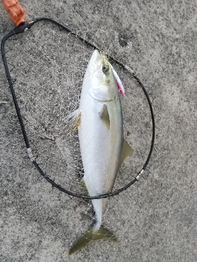 夕マヅメにメジロ