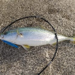 またまた夕マヅメドーン！