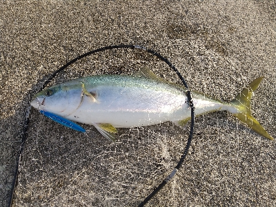 またまた夕マヅメドーン！