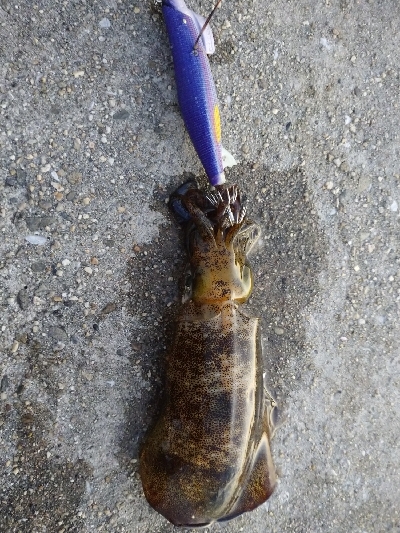 今年は少ないらしい